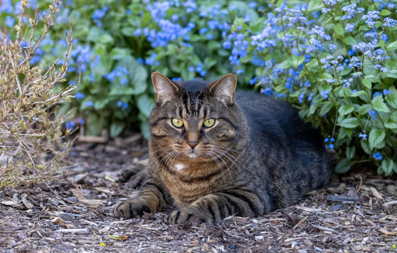 Photo wallpaper cat, cat, look, flowers, nature, pose, grey, garden