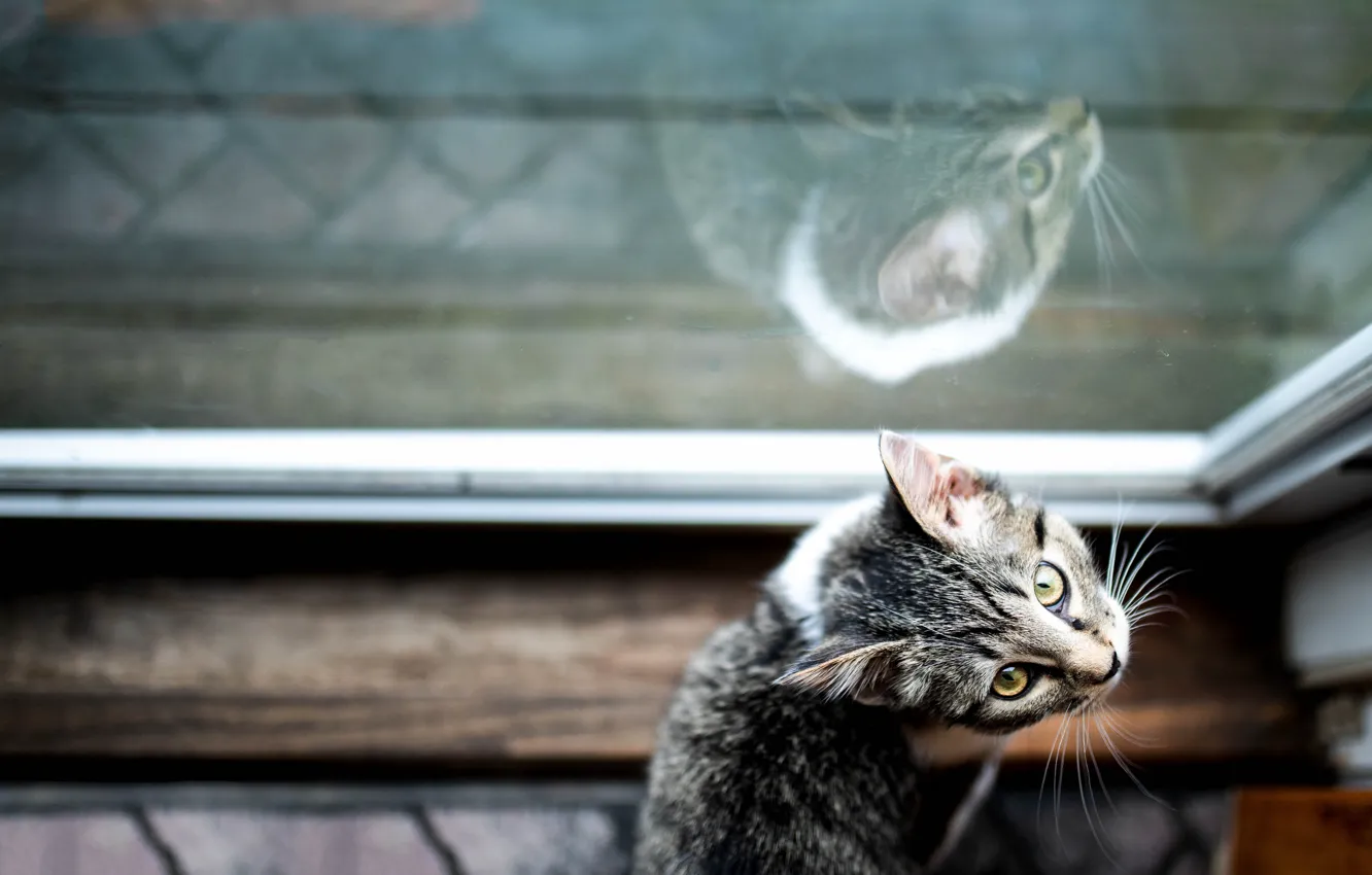 Photo wallpaper cat, cat, look, pose, face