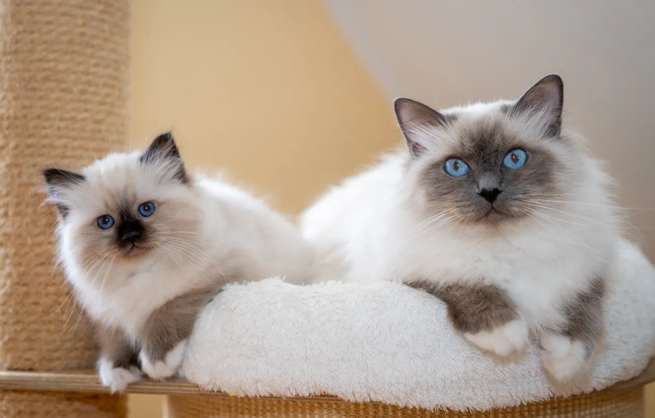 Photo wallpaper cat, look, pose, background, legs, baby, lies, fur