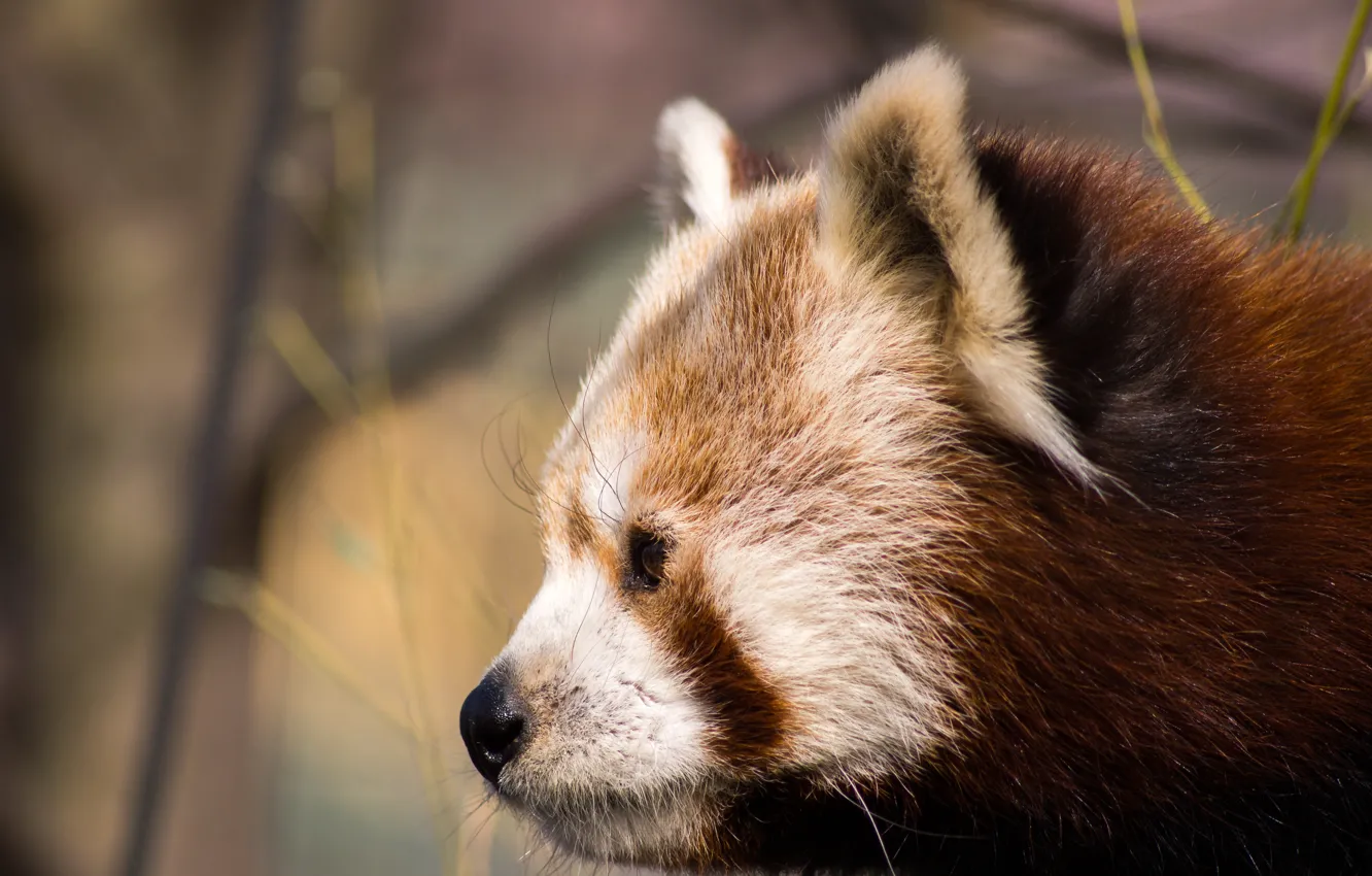 Photo wallpaper look, face, background, portrait, profile, red Panda, red Panda