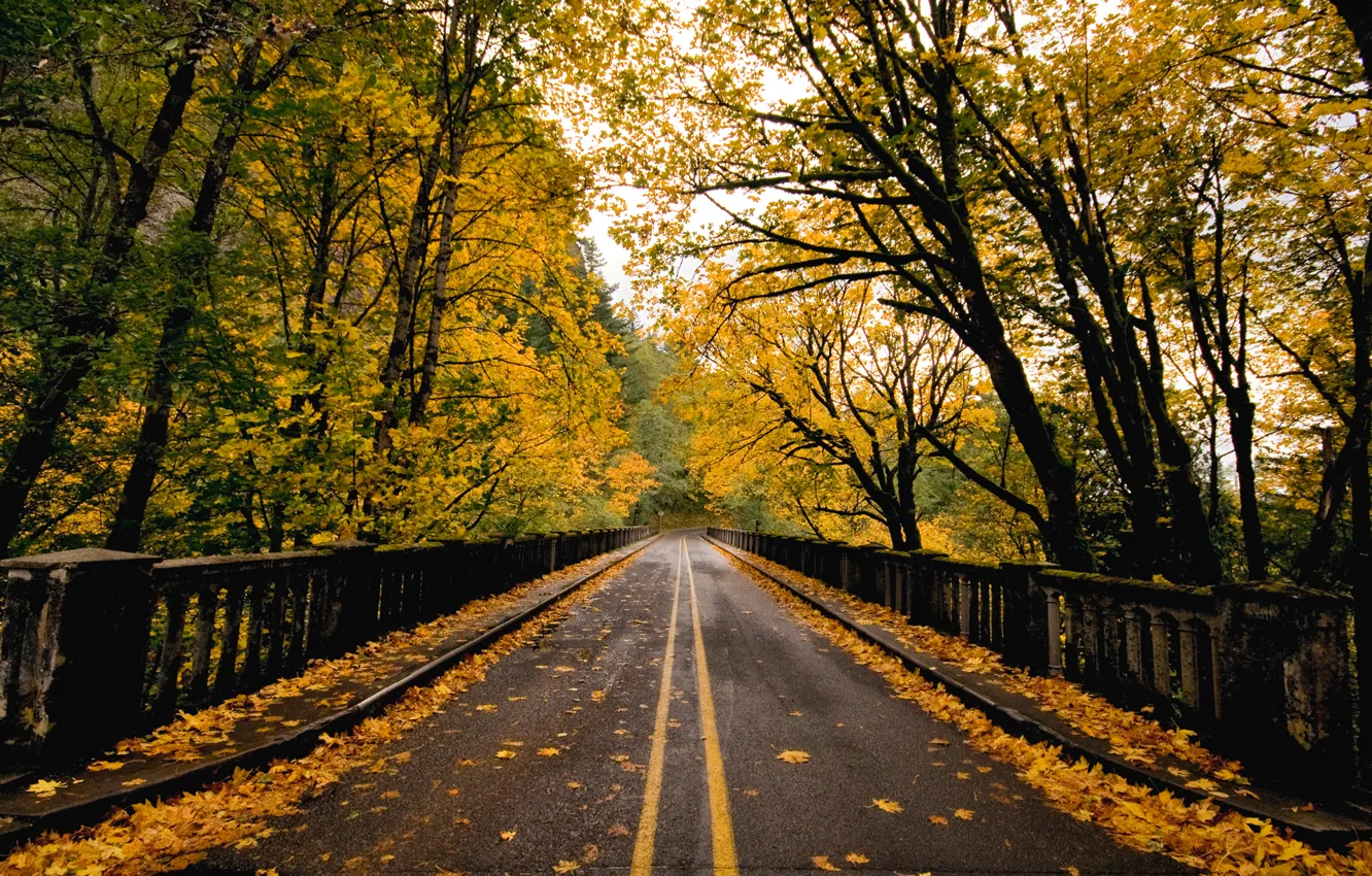 Photo wallpaper road, autumn, bridge, nature, foliage