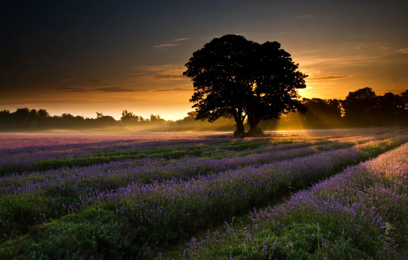 Photo wallpaper field, trees, landscape, dawn, Nature, lavender