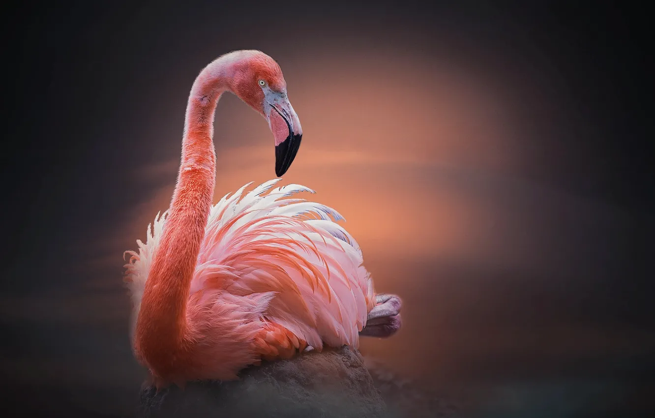 Photo wallpaper bird, stone, Flamingo, birds of the world