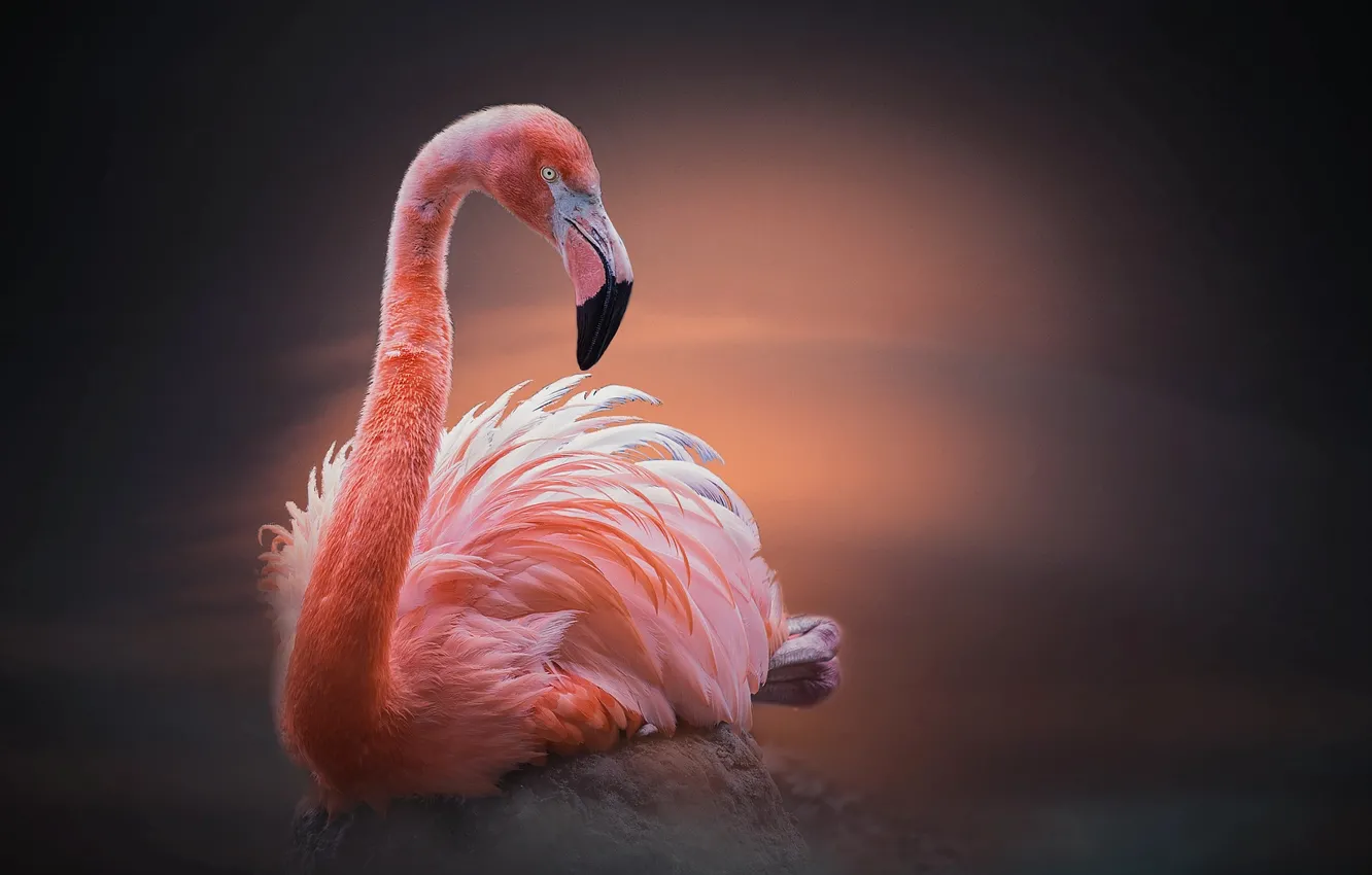 Photo wallpaper stones, bird, Flamingo, birds of the world