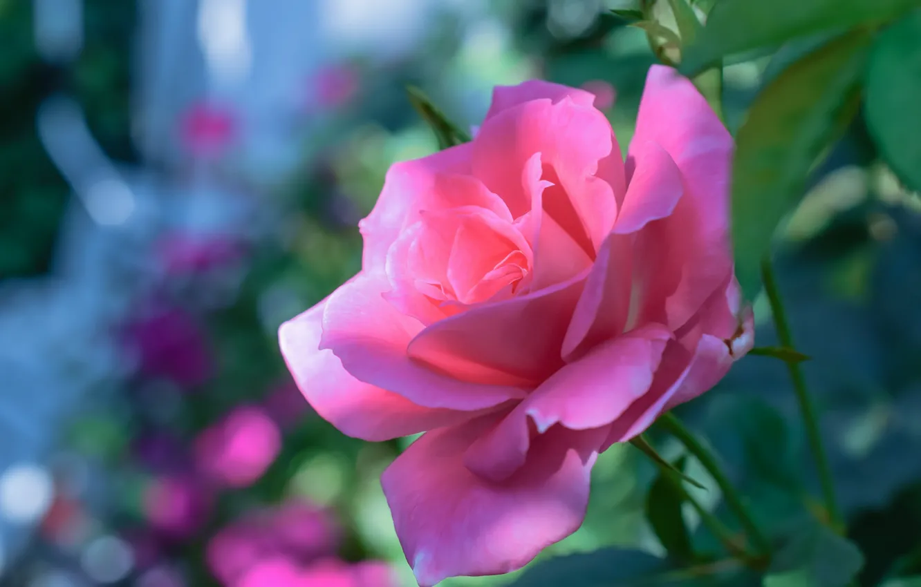 Photo wallpaper light, background, roses, garden, gentle, pink, buds, bokeh