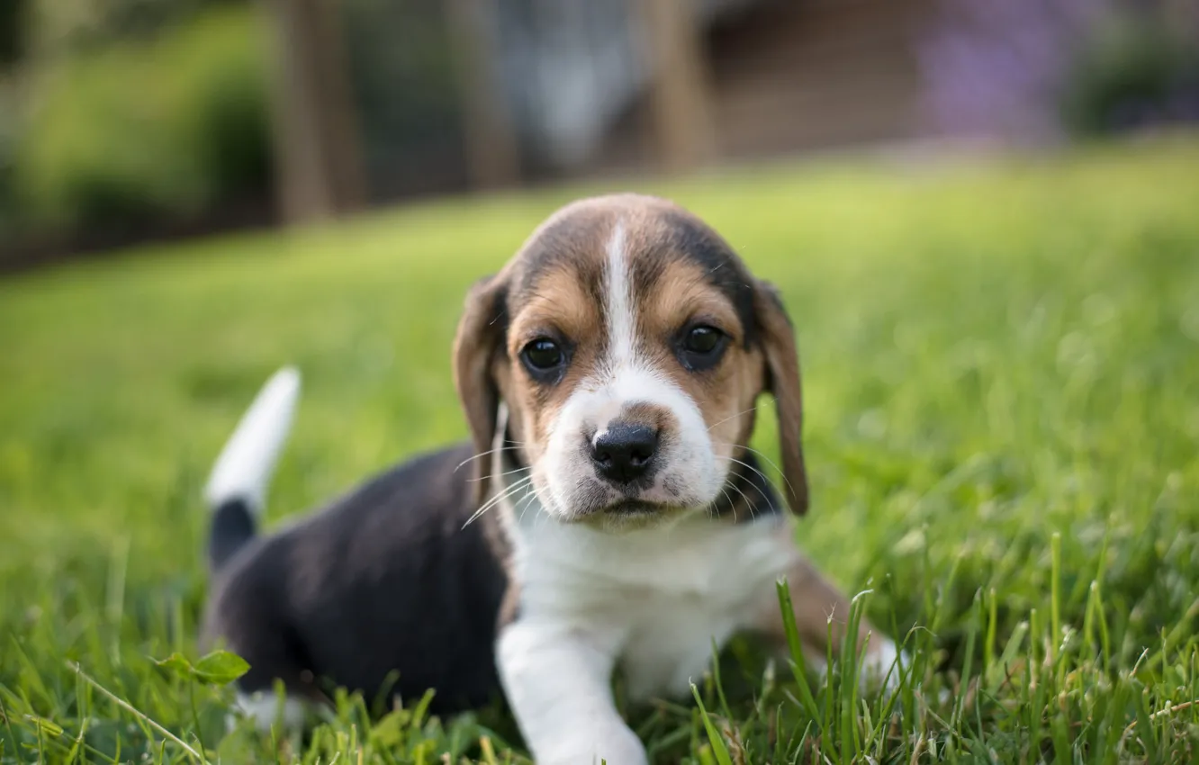 Photo wallpaper grass, look, baby, puppy, face, doggie, Beagle