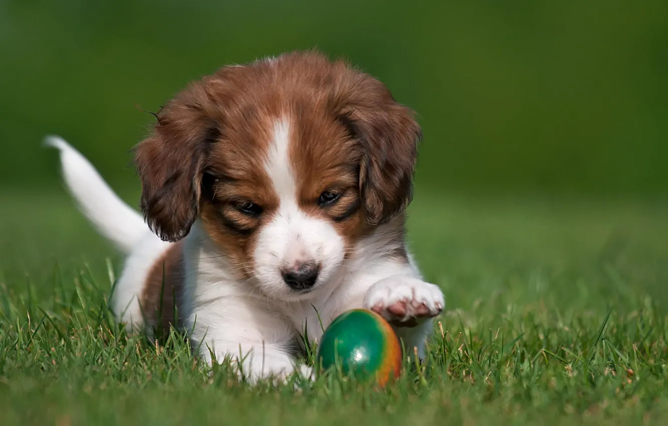 Photo wallpaper grass, nature, animal, eggs, dog, puppy, kooikerhondje