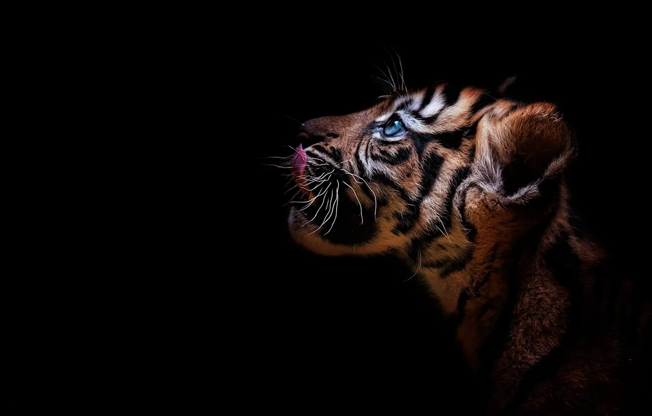 Photo wallpaper look, tiger, portrait, profile, cub, kitty, face, wild cat