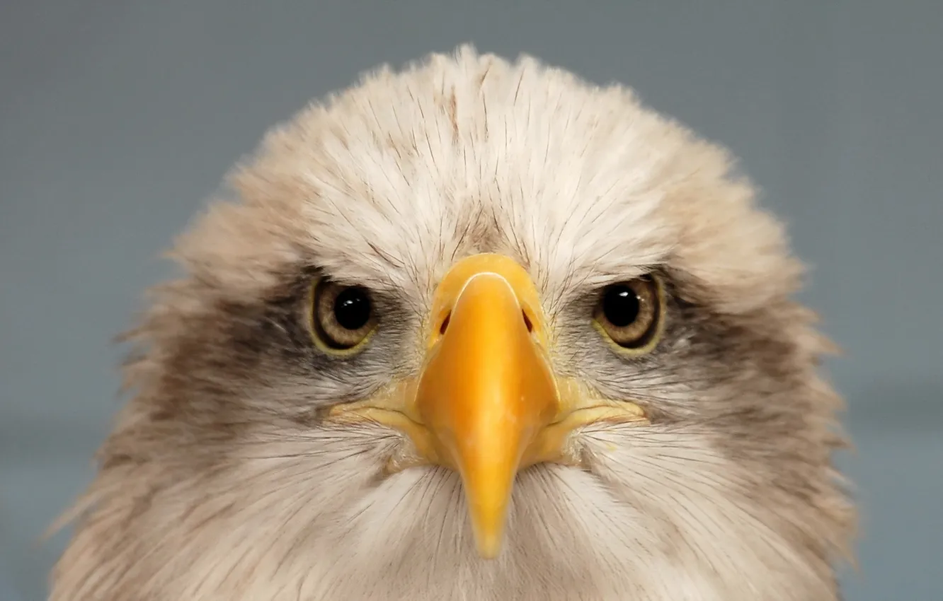 Photo wallpaper nature, Bald Eagle, bird of prey
