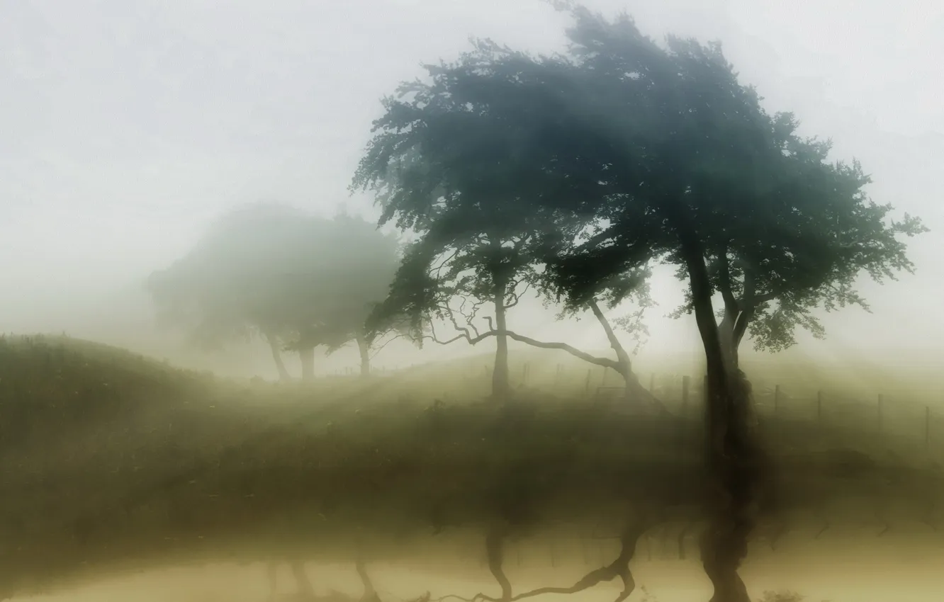 Photo wallpaper trees, nature, fog