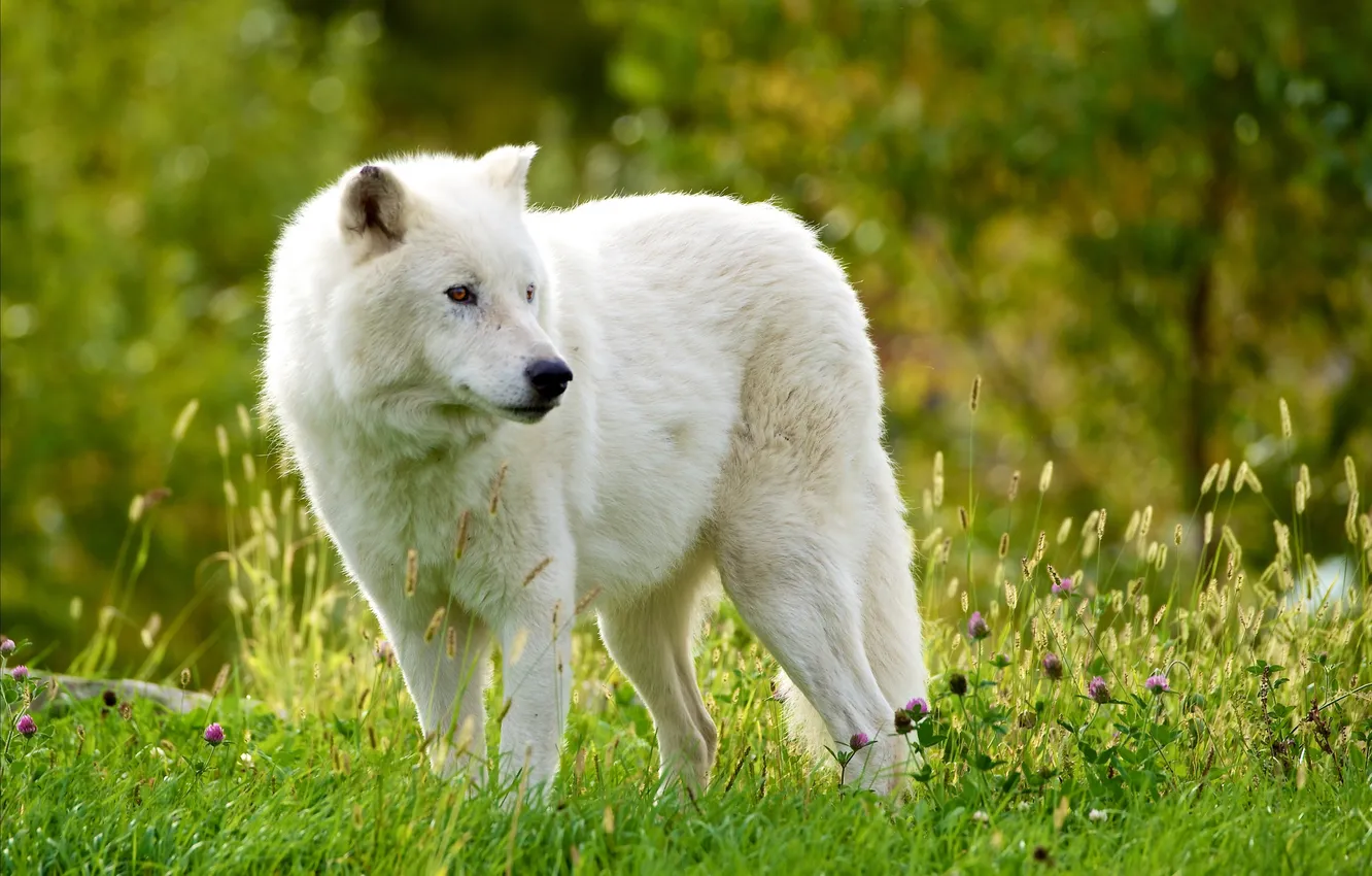 Photo wallpaper wolf, Arctic island wolf, Arctic wolf