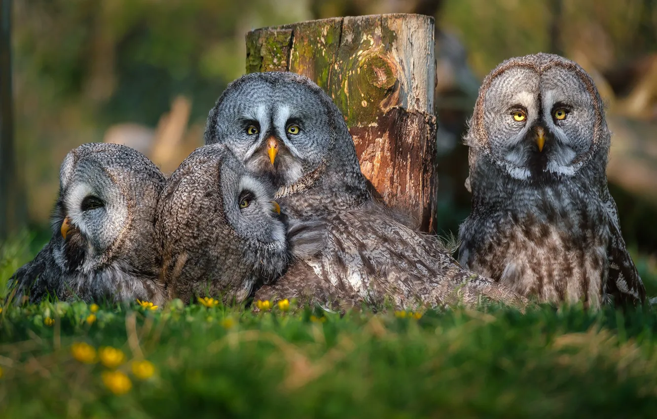 Photo wallpaper grass, owl, bird, stump, Quartet, Great grey owl