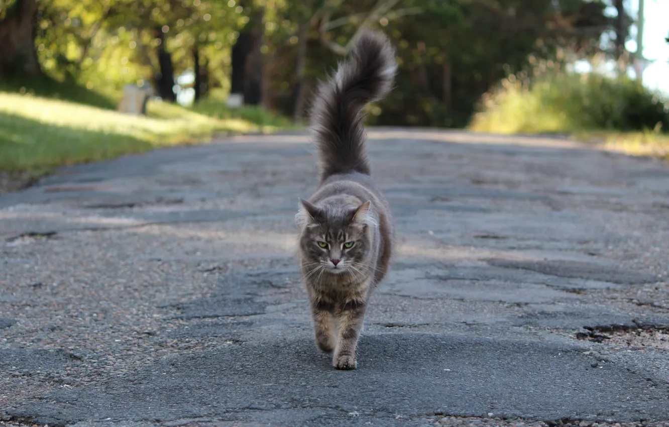 Photo wallpaper road, cat, tail, grey