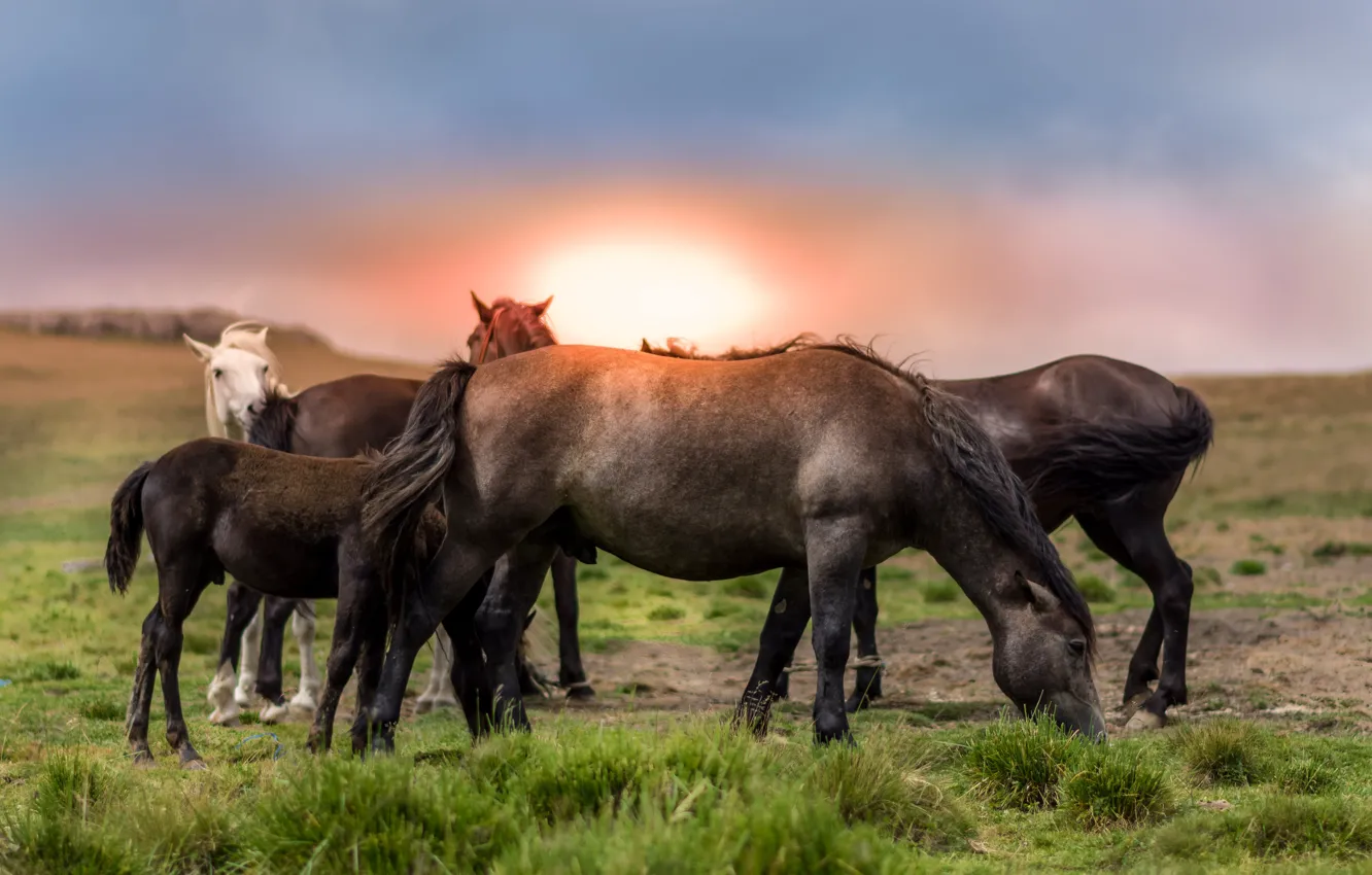 Photo wallpaper field, sunset, horses, horse, the herd, the herd