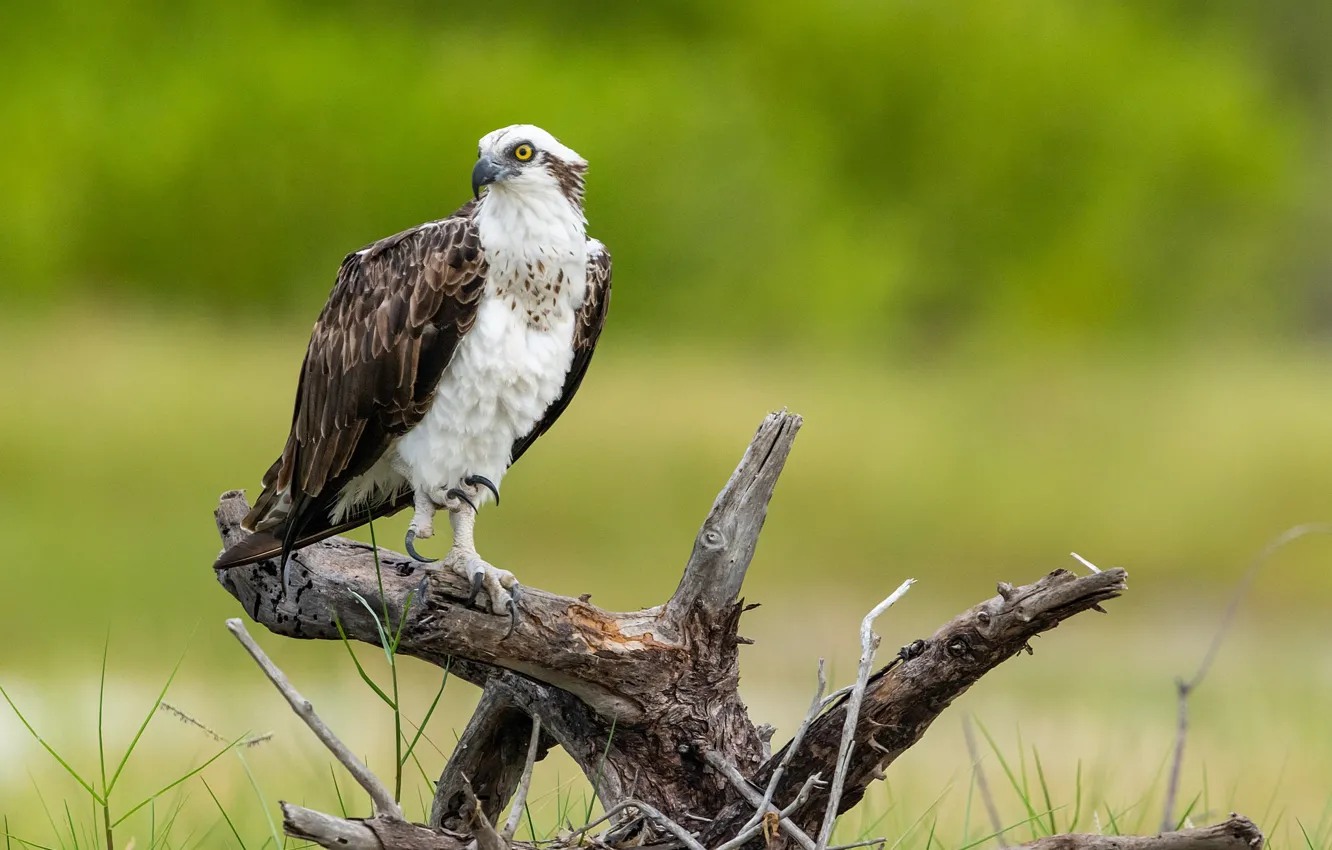 Photo wallpaper bird, predator, snag