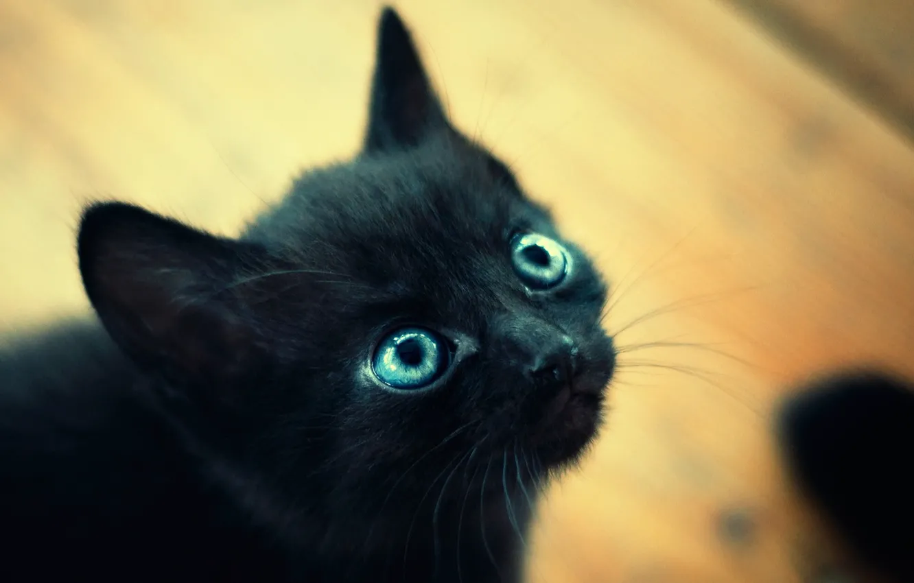Photo wallpaper eyes, macro, kitty, black, small, blue, muzzle