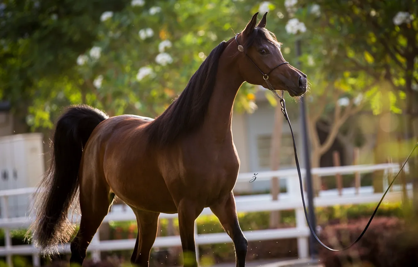 Photo wallpaper horse, horse, stallion, grace, chestnut, Arab