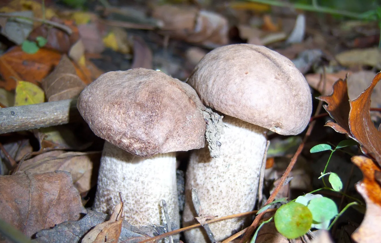 Photo wallpaper mushrooms, pair, mushrooms, Mamala ©
