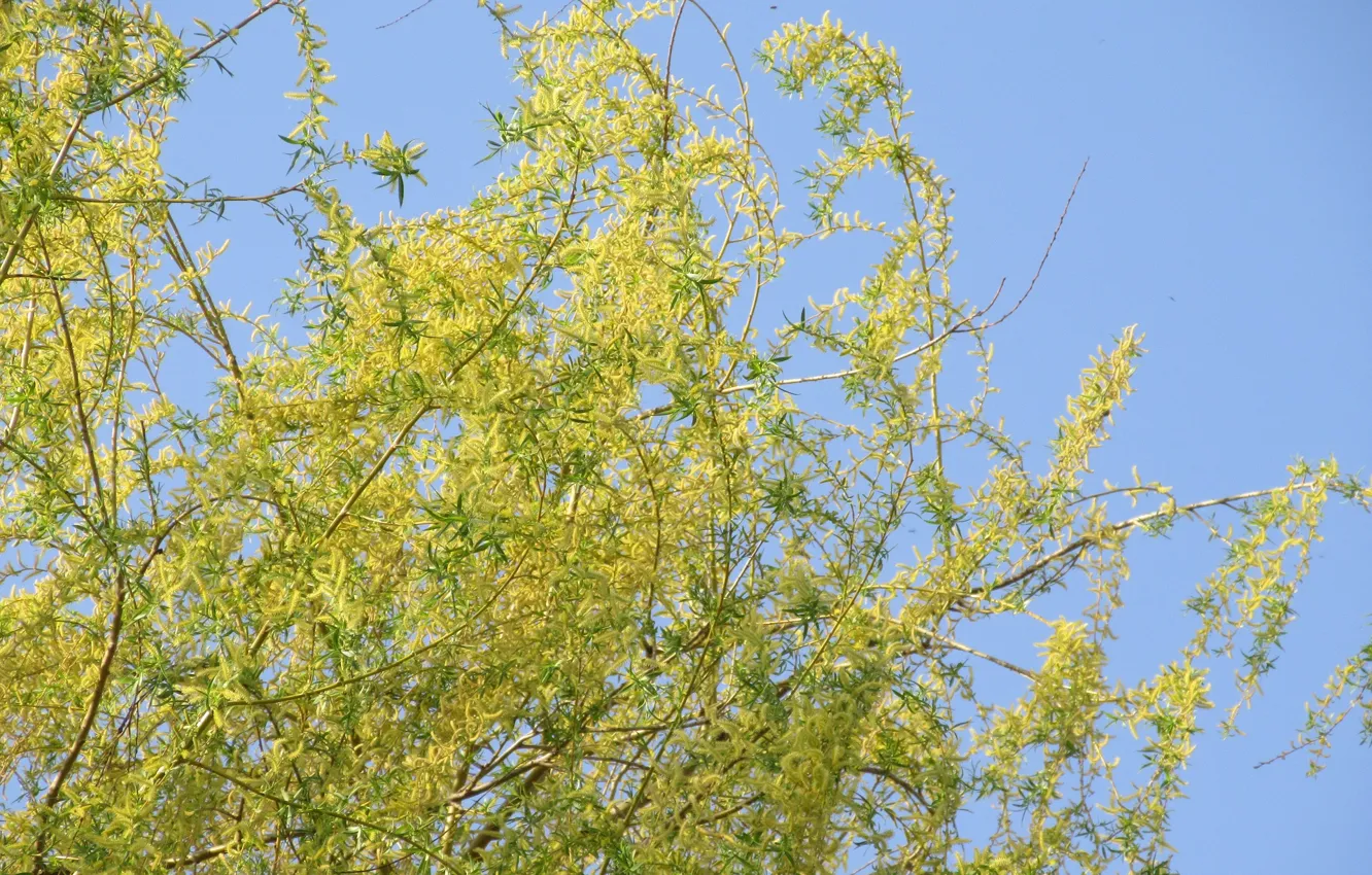 Photo wallpaper spring, blooms, IVA, spring 2018, Mamala ©