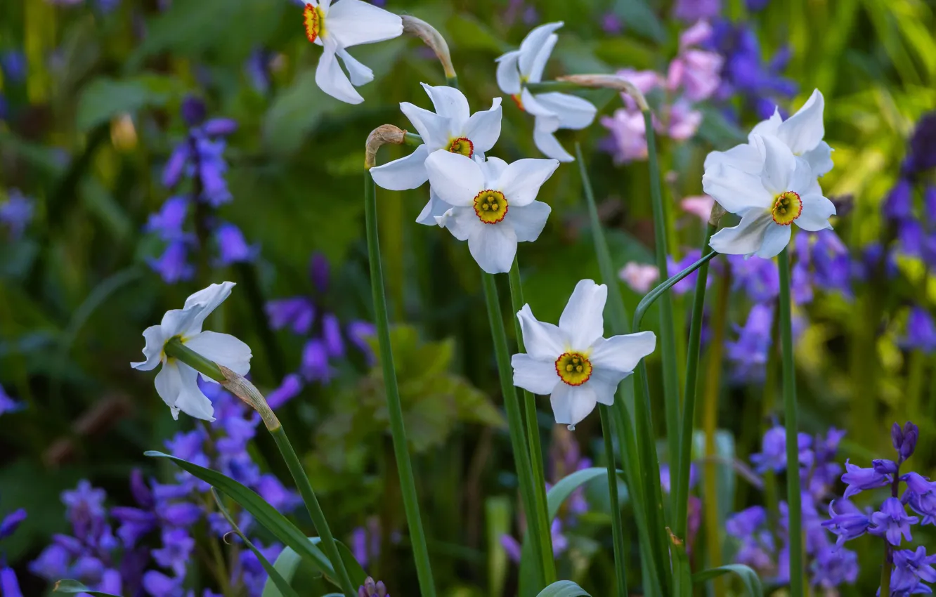 Photo wallpaper spring, bells, daffodils