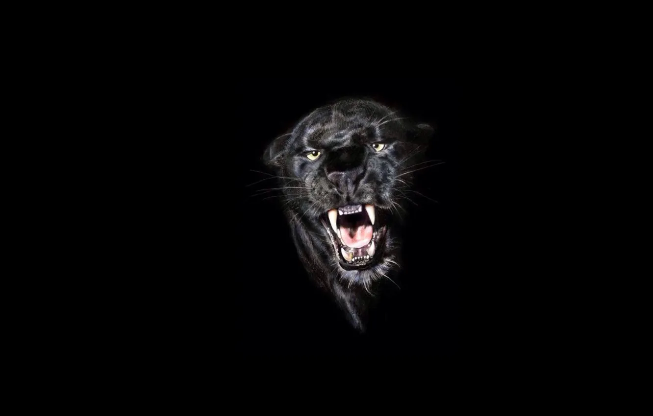 Photo wallpaper minimalism, Panther, grin, black background