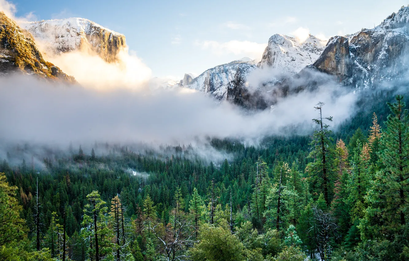 Photo wallpaper trees, mountains, fog, Nature