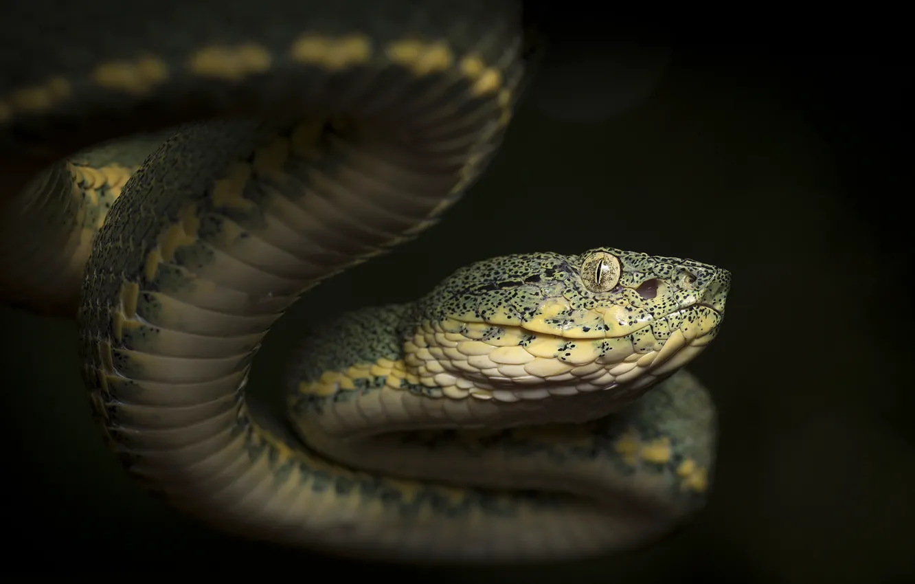 Photo wallpaper look, nature, snake, reptile, cold-blooded animal