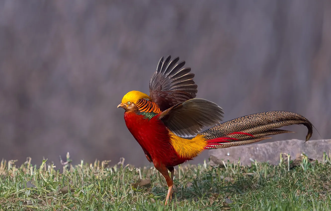 Photo wallpaper nature, bird, wings, weed, pheasant