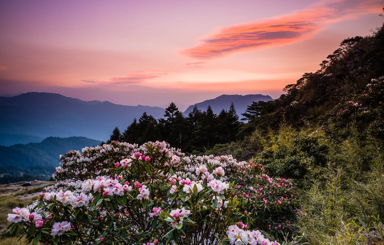 Photo wallpaper forest, the sky, clouds, sunset, flowers, mountains, nature, fog