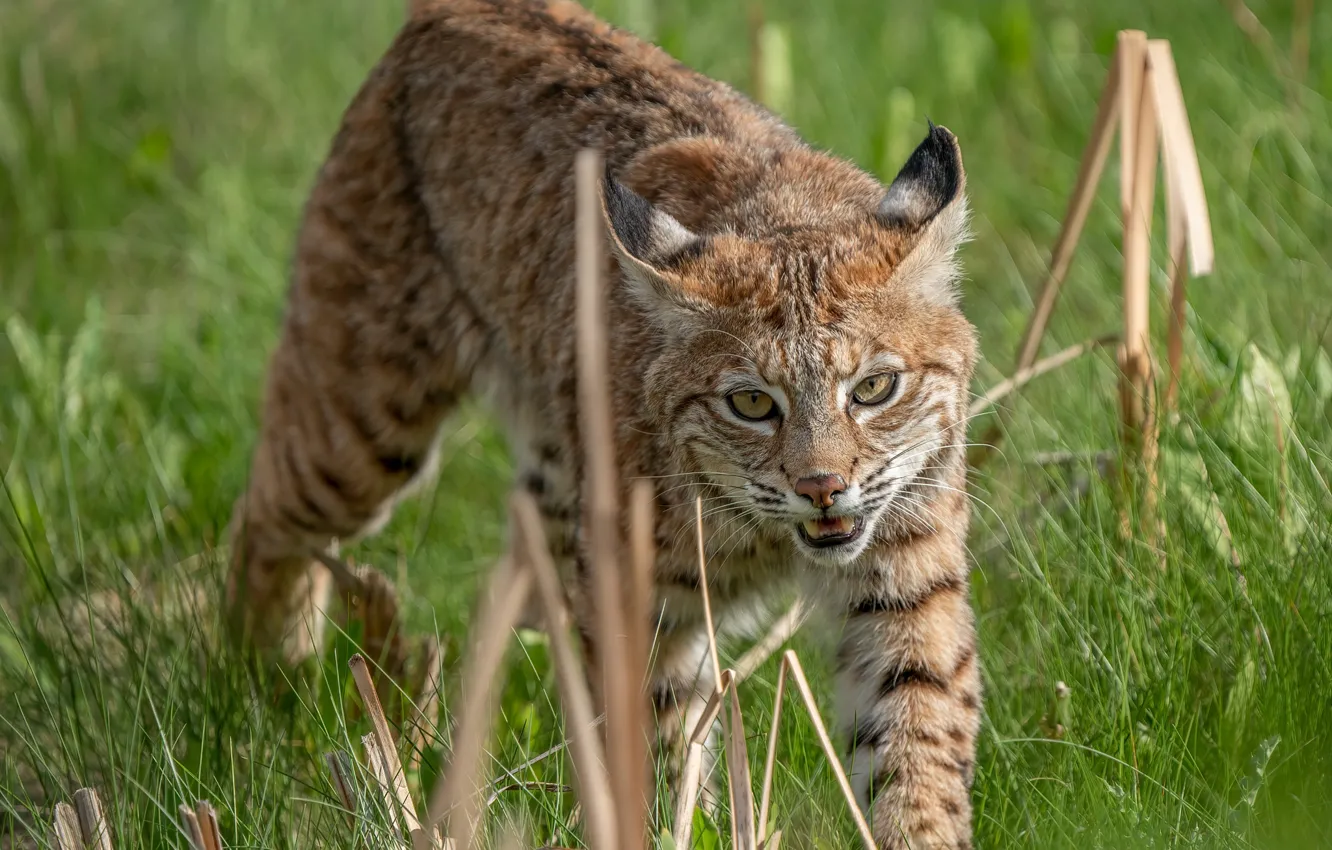 Photo wallpaper grass, walk, lynx