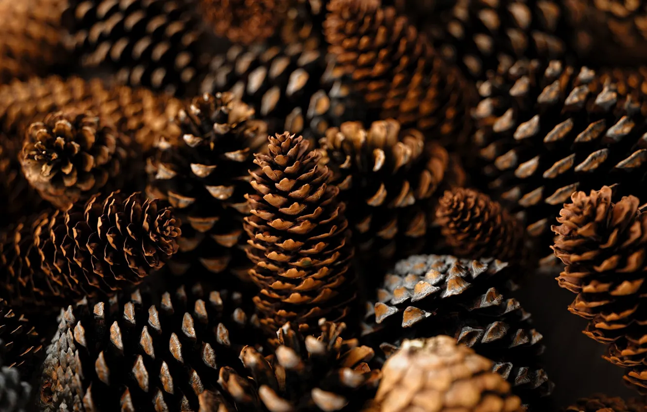 Photo wallpaper bumps, Pine cones, Pine Cones, Textures & Materials, by Thijs van Velsen, Thijs van Velsen