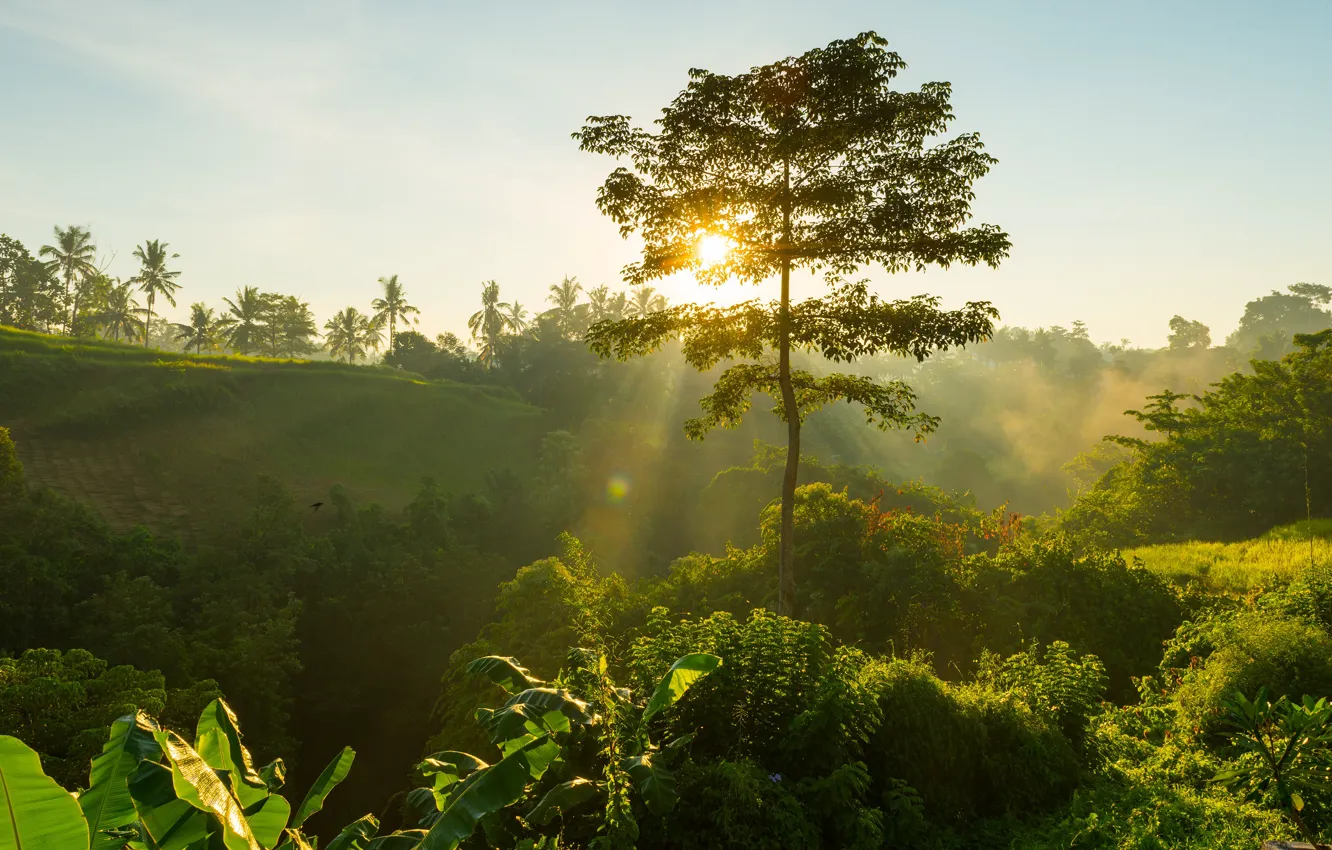 Photo wallpaper greens, forest, trees, fog, tropics, palm trees, dawn, vegetation