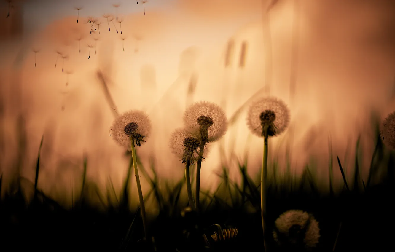 Photo wallpaper grass, flowers, dandelion, the evening, silhouette, the parachutes