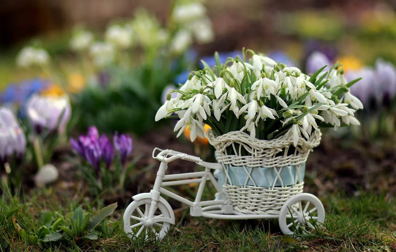 Photo wallpaper bike, Flowers, Spring, Snowdrops