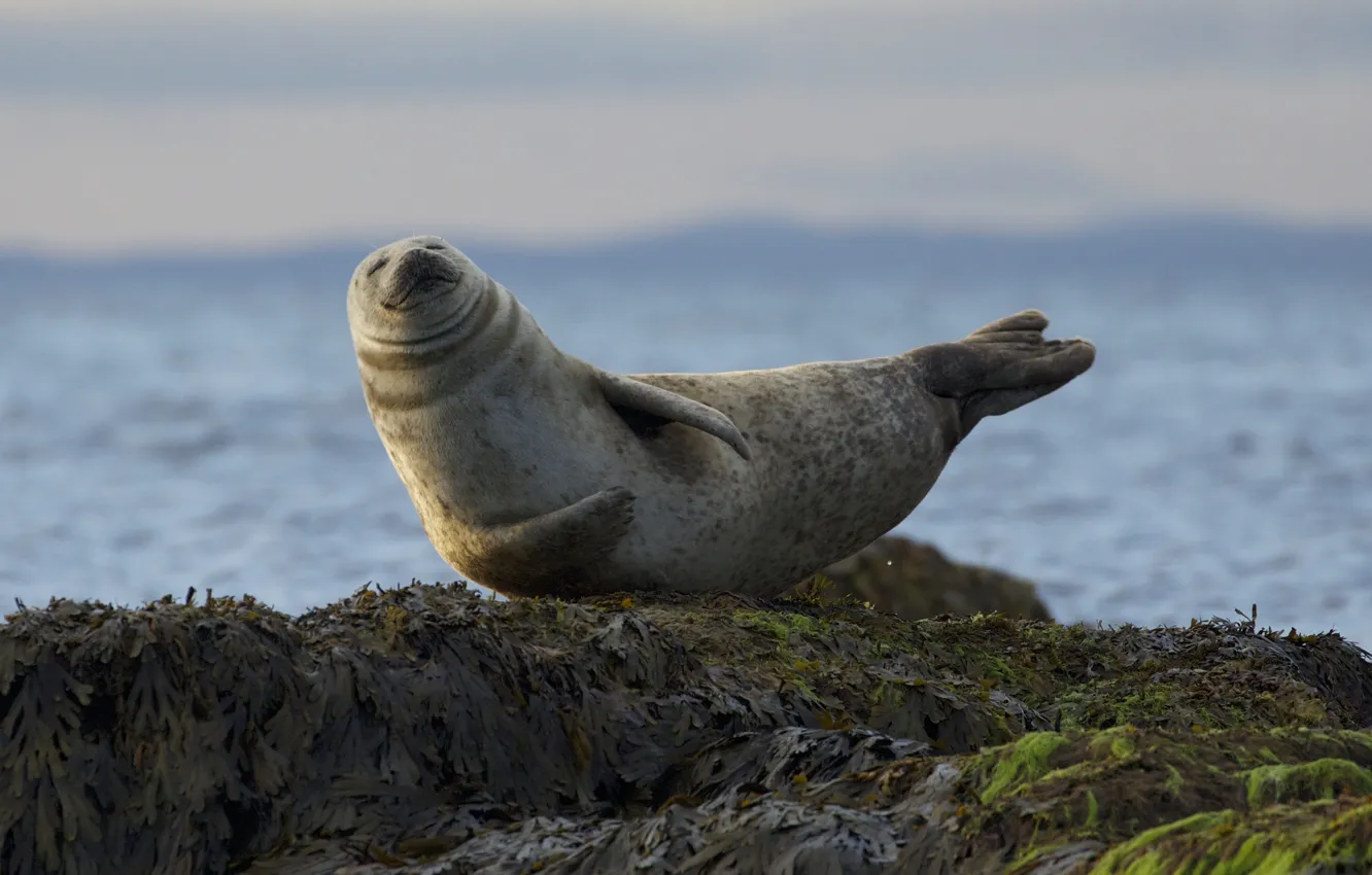 Photo wallpaper nature, smile, seal