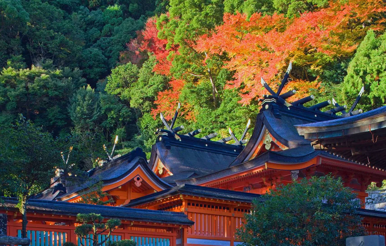 Photo wallpaper autumn, trees, Japan, pagoda, Wakayama