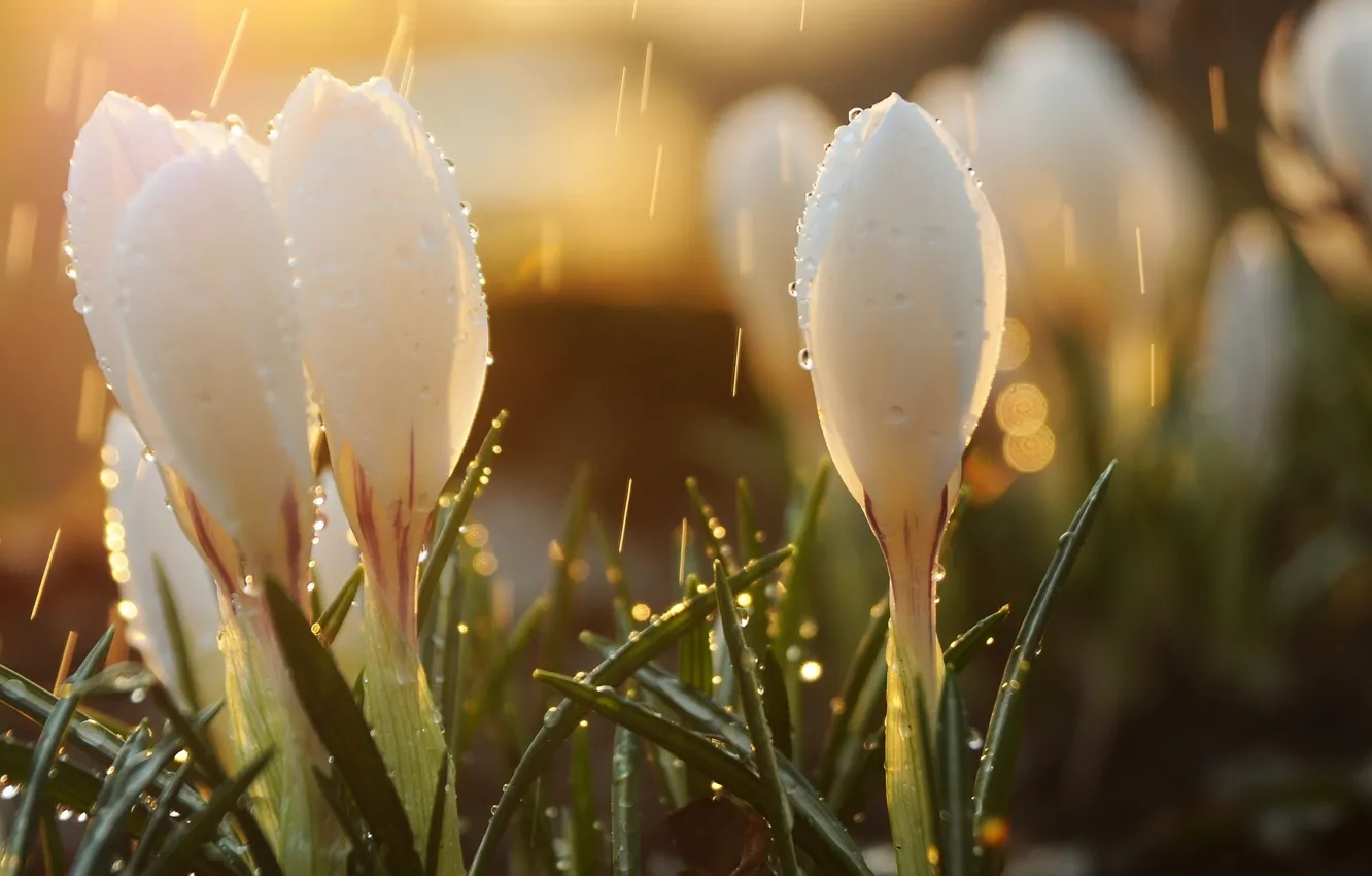 Photo wallpaper the rain, drops, flowers, mood, spring