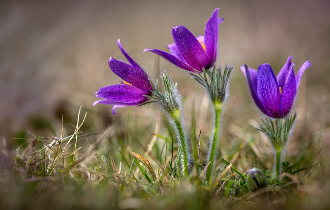 Photo wallpaper spring, anemones, sleep-grass, cross