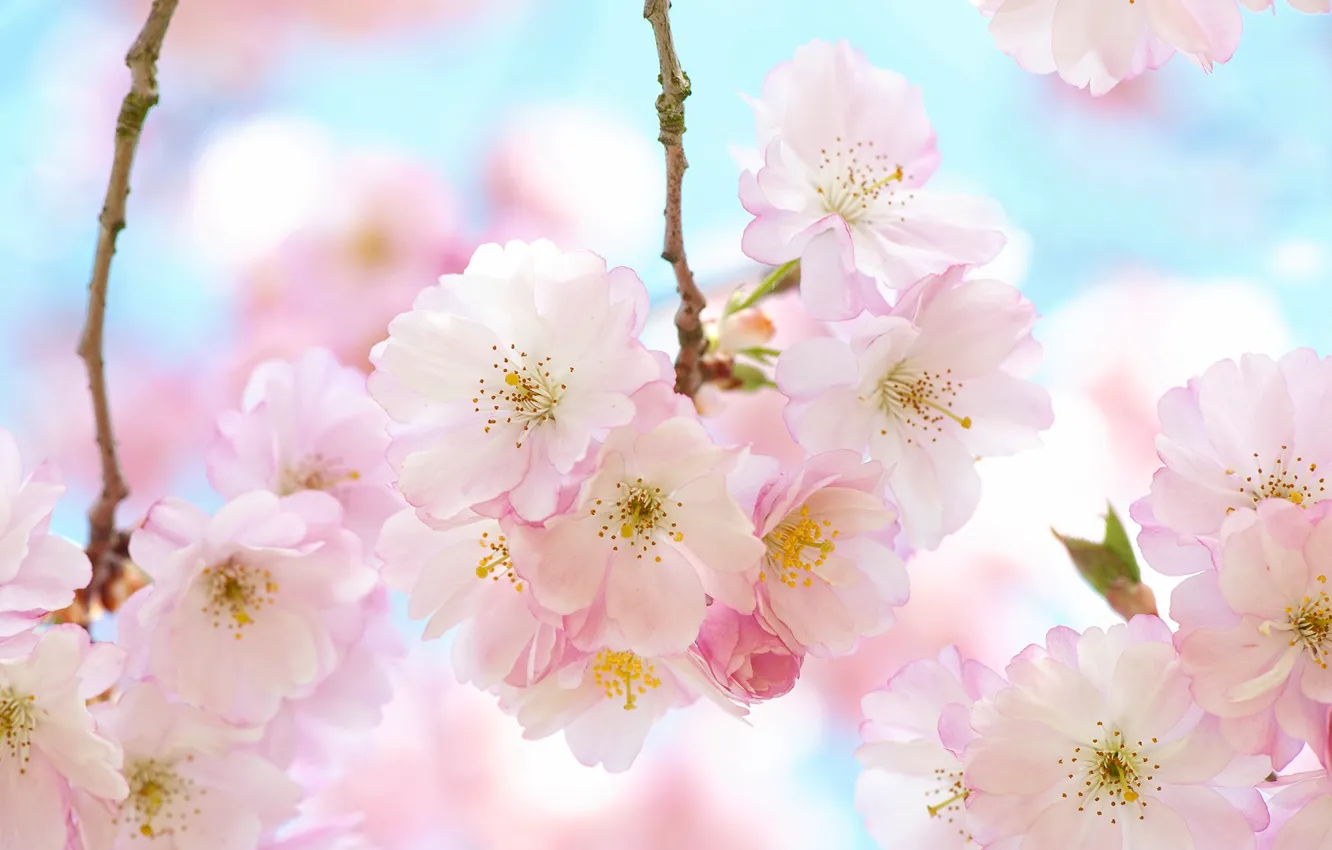 Photo wallpaper flowers, branches, spring, Sakura, gentle, pink, flowering, a lot
