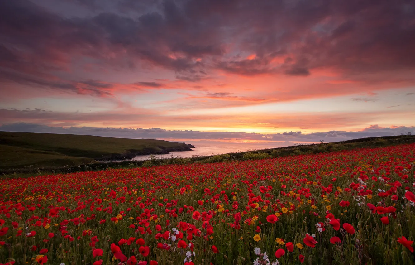 Photo wallpaper Maki, nature, shore, sunset