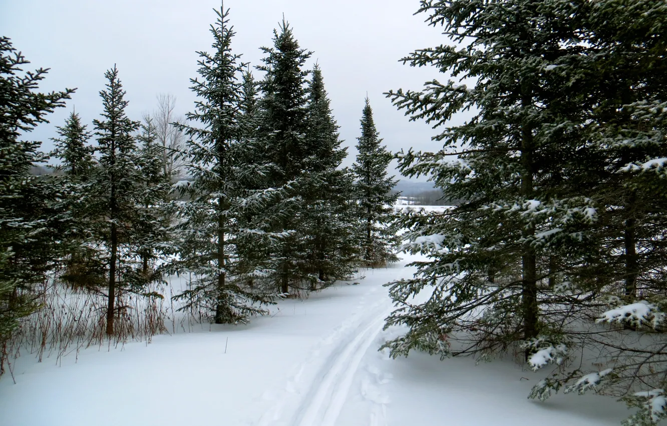 Photo wallpaper winter, forest, snow, nature, trails