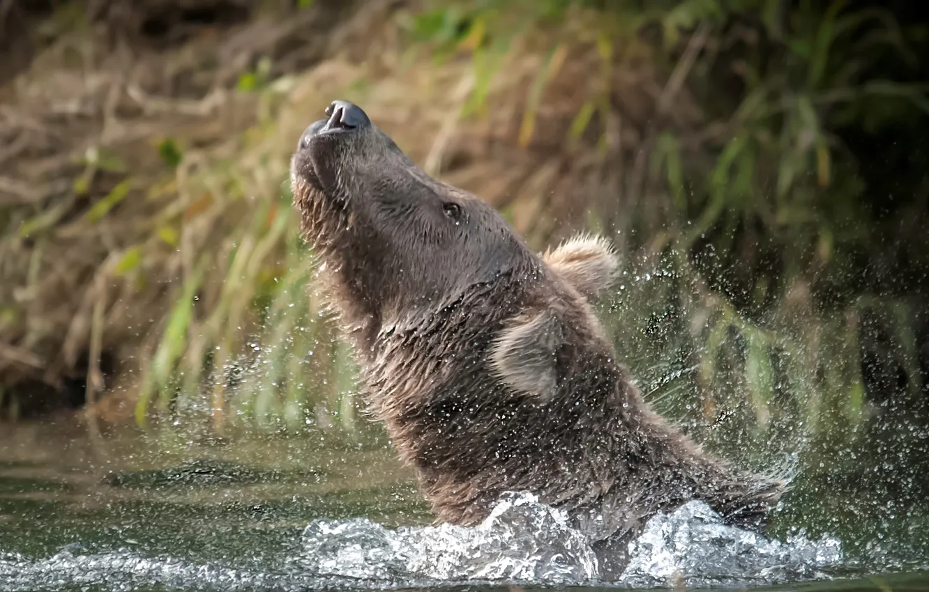 Photo wallpaper water, nature, bear