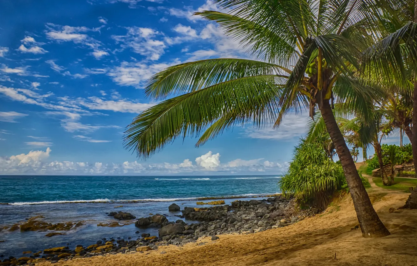 Photo wallpaper sea, tropics, palm trees, the ocean, shore
