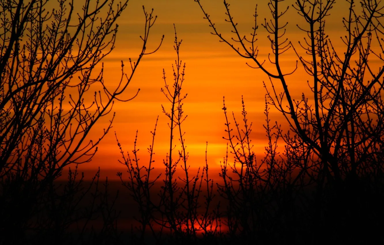 Photo wallpaper the sky, sunset, orange, branches
