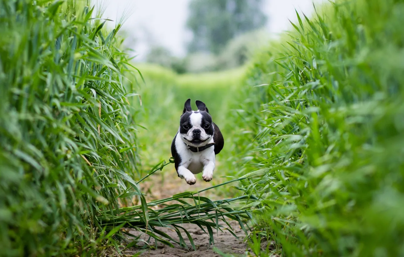 Photo wallpaper field, running, path, Boston Terrier