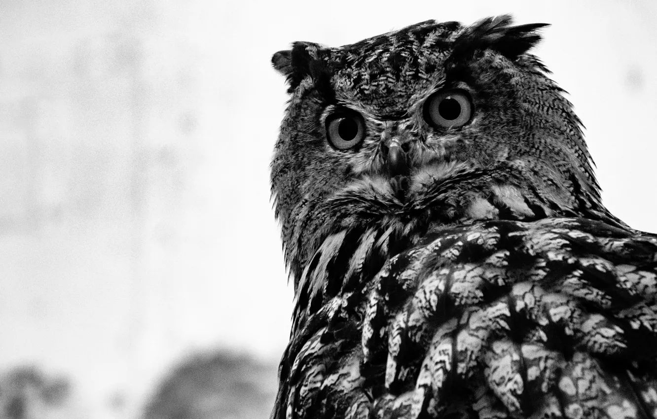 Photo wallpaper Owl, Birds, Wild, Owl, Bird, Black and white, Black And White, by Brett Sayles