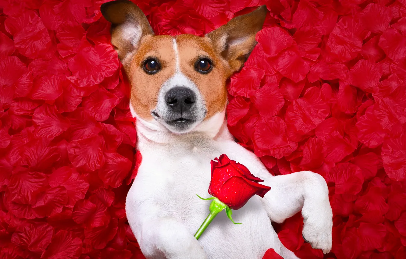 Photo wallpaper flower, red, background, rose, photoshop, portrait, humor, petals