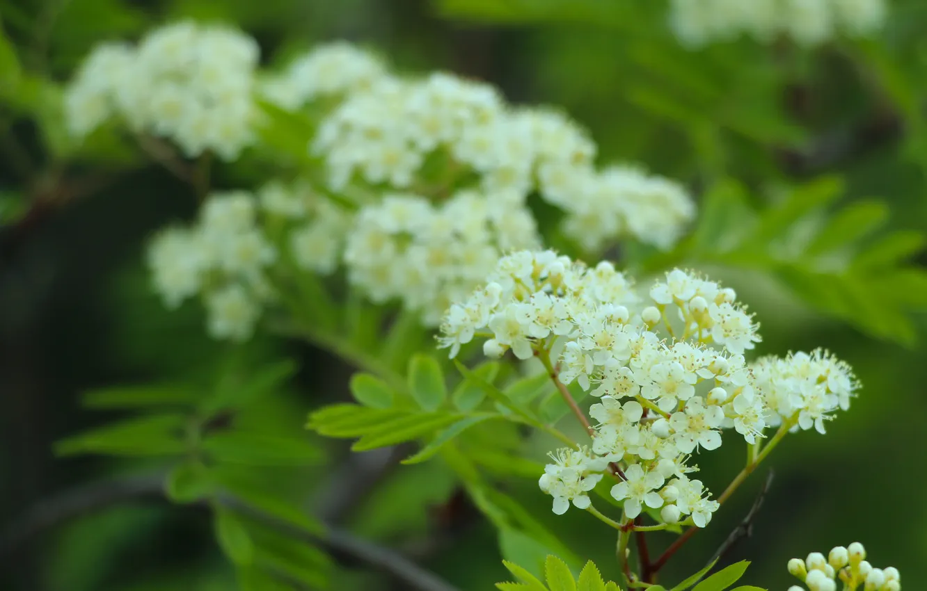 Photo wallpaper white, flower, twig
