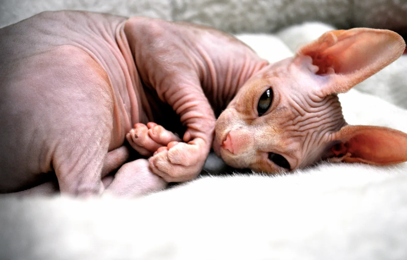 Photo wallpaper cat, look, pose, legs, lies, fur, kitty, face