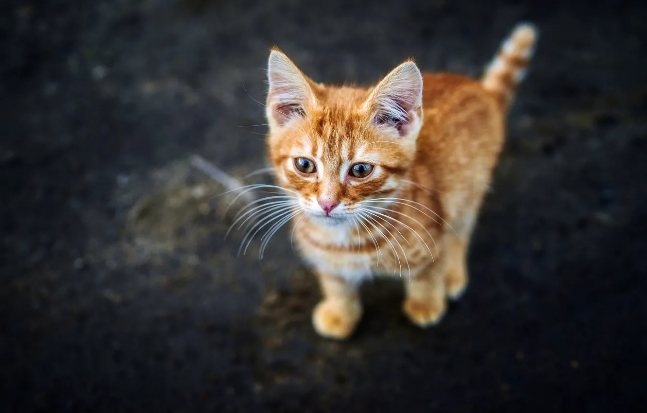 Photo wallpaper cat, asphalt, the dark background, kitty, street, baby, red, kitty